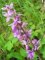 orchis négligé
