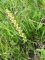 orchis homme pendu