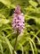 orchis de Fuchs
