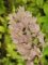 orchis de Fuchs