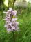 orchis militaire