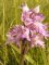 orchis militaire