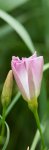 liseron des champs (Convolvulus arvensis)
