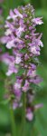 bétoine (Stachys officinalis)