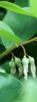 sceau de Salomon odorant (Polygonatum odoratum)