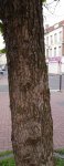 noisetier de Byzance (Corylus colurna) : écorce