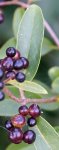 troène Ligustrum vulgare