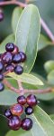 troène Ligustrum vulgare