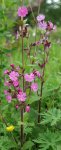 compagnon rouge (Silene dioica)