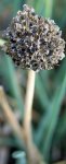 ciboule (Allium fistulosum)