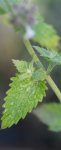 cataire (Nepeta cataria)