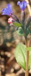 pulmonaire (Pulmonaria officinale) en floraison