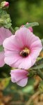 rose trémière (Alcea rosea)