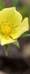 potentille droite (Potentilla recta)