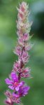 salicaire (Lythrum salicaria)