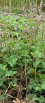 benoite des ruisseaux (Geum rivale)