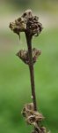 campanule agglomérée (Campanula glomerata) : inflorescence ou infructescence desséchée