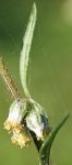 armoise en fleur (Artemisia vulgaris)