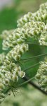 angélique sylvestre (Angelica sylvestris)