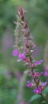 salicaire (Lythrum salicaria)