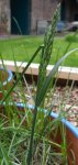 pâturin des prés (Poa pratensis)