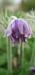 anémone pulsatille (Anemone pulsatilla)