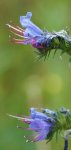 vipérine (Echium vulgare)