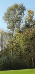 peuplier tremble (Populus tremula)
