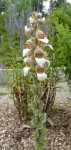 digitale laineuse (Digitalis lanata)