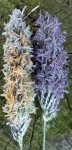 épis de vulpin des près (Alopecurus pratensis), après pollinisation et avant