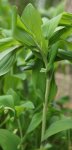 sceau de Salomon multiflore (Polygonatum multiflorum)