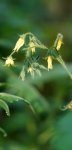 inflorescence de tomate (Lycopersicon esculentum)