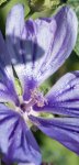 mauve sylvestre (Malva sylvestris)