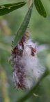 saule à trois étamines en graines (Salix triandra)