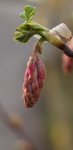 groseillier à fleurs (Ribes sanguineum) : bouton floral