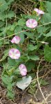 liseron des champs (Convolvulus arvensis)
