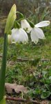 nivéole d'été (Leucojum aestivum)
