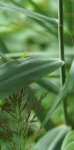 roseau (Phragmite australis)