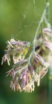 dactyle aggloméré (Dactylis glomerata) avec sacs polliniques jaunes