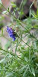 hysope (Hyssopus officinalis)