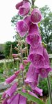 digitale pourpre (Digitalis purpurea)