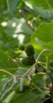 aulne blanc (Alnus incana), bouton floral femelle