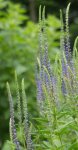 véronique en épis (Veronica spicata)