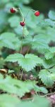 fraisier des bois (Fragaria vesca)