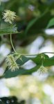 inflorescence femelle du houblon (Humulus lupulus)