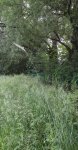 seigle (Secale cereale)