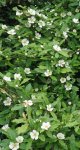 néflier (Mespilus germanica) : floraison