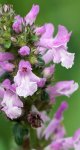 bétoine (Stachys officinalis)