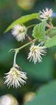 inflorescence femelle du houblon (Humulus lupulus)