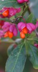 fusain d'Europe (Euonymus europaeus) : fruits
